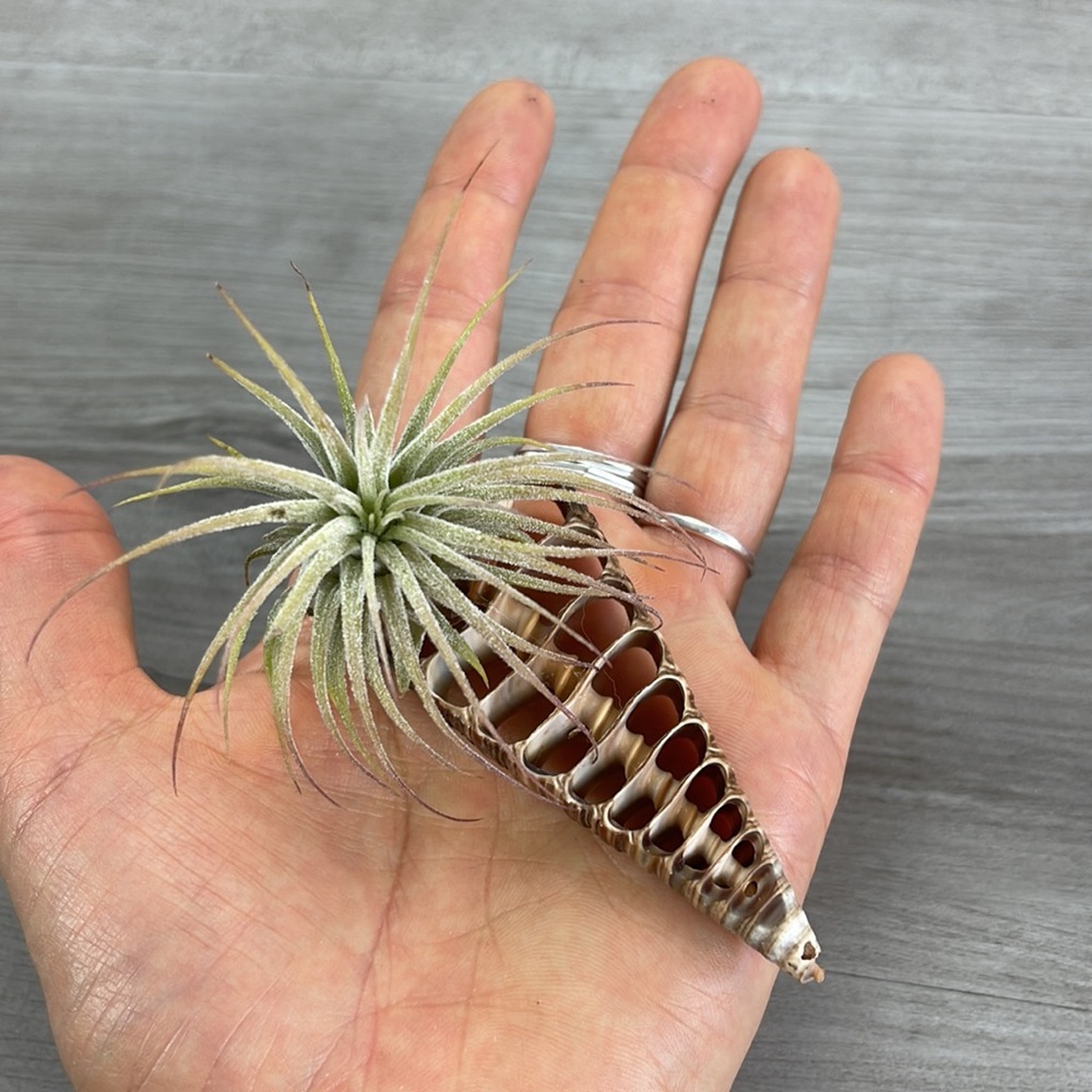 🔆AIR PLANT BUDDY🔆 WITH REAL SEA SHELL HAND MADE AND UNIQUE - Picture 6 of 13